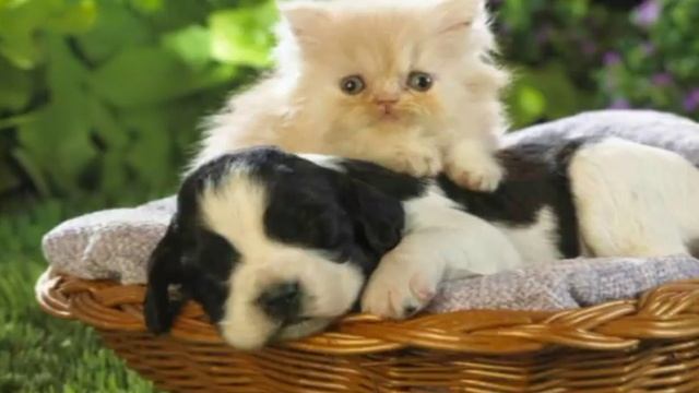 Котята против щенков смотреть онлайн