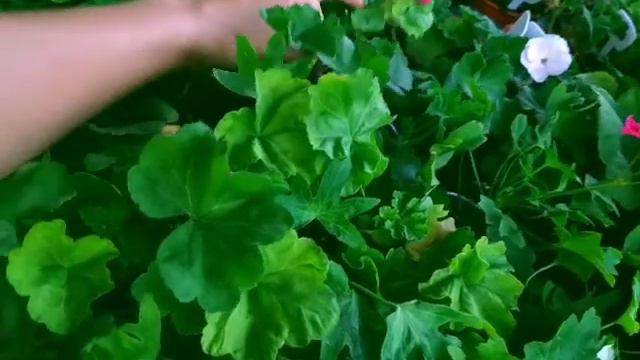 Череночки в продаже цветут и румянятся😊 Действует сейчас СКИДКА НАКОПИТЕЛЬНАЯ смотреть онлайн