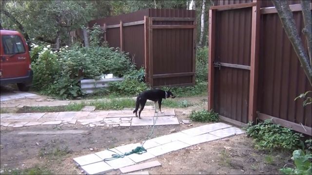 Дрессировка собаки. Команда "место" на территории смотреть онлайн