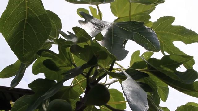 Инжир ,вторая бреба смотреть онлайн