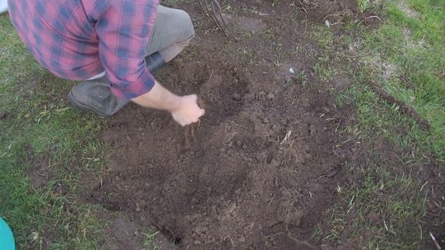 How to dig up and replant a dying citrus tree смотреть онлайн