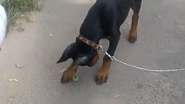 Дон Кагюст Ермак смотреть онлайн