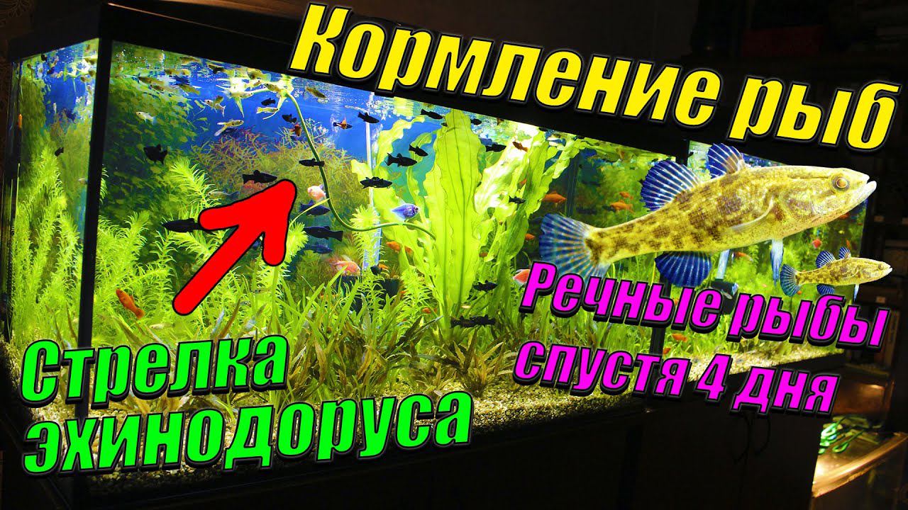 Кормление аквариумных и речных рыб мотылём. Стрелка эхинодоруса зацвела! смотреть онлайн