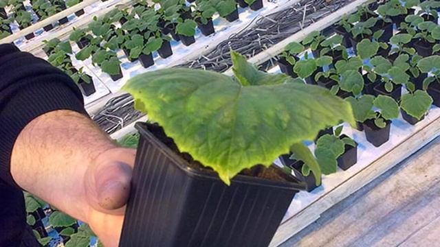 Желтеют листья у рассады огурцов смотреть онлайн