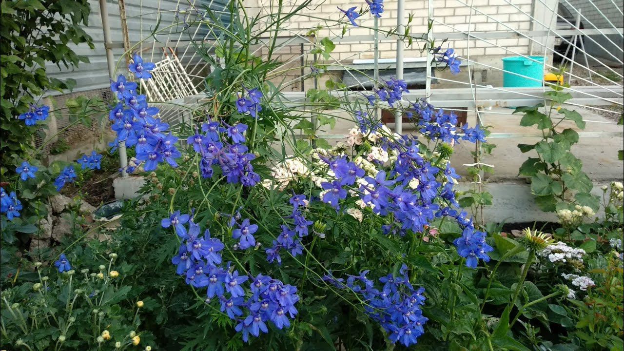 Дельфиниумы. Саженцы из семян. Особенности ухода. Болезни и недостатки. смотреть онлайн