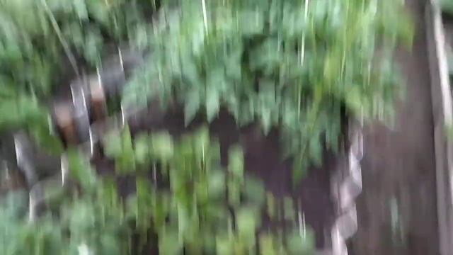 Как вырастить баклажаны в условиях Сибири смотреть онлайн