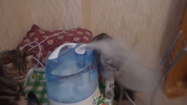 кошки и увлажнитель смотреть онлайн