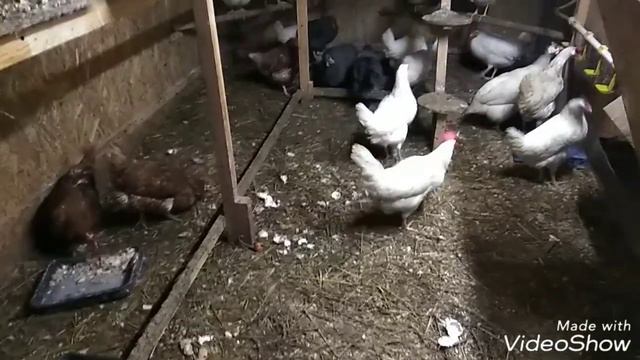 КУРЫ НЕСУТСЯ ЗИМОЙ КАК ЛЕТОМ. ЗИМНЕЕ СОДЕРЖАНИЕ НЕСУШЕК. смотреть онлайн