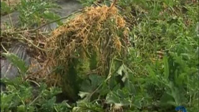 трк мир белогорья агромир 30 07 2011 смотреть онлайн