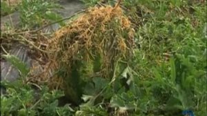 трк мир белогорья агромир 30 07 2011