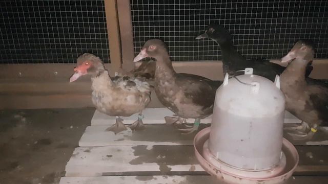 Молодняк(утки) 