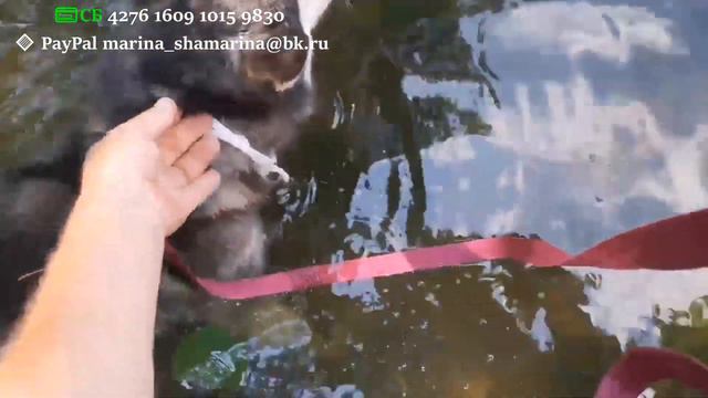 Забирают девочку и Жорика || Красивая Диночка || Щенуля || Хаски Москвич || История Норы.🐕🐶 смотреть онлайн