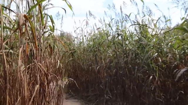 Pumpkin Patch. Зачем американцы собирают тыквы? смотреть онлайн