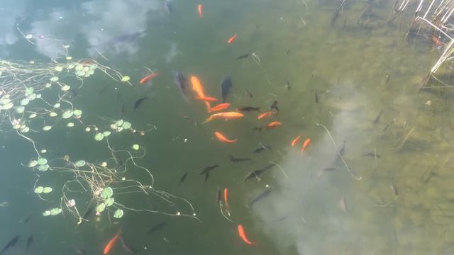 Рыбалка в Никольской Слободе. Рыба в пруду. смотреть онлайн