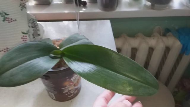 Деточка на биг липе.🍀 смотреть онлайн