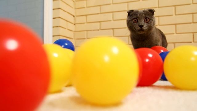Развлечения кошечек Джессики и Зефирки с шариками для сухого бассейна смотреть онлайн