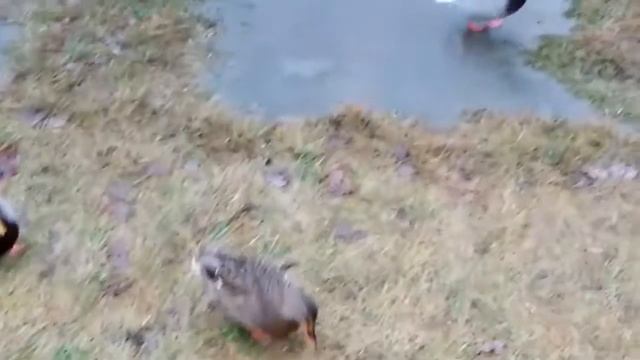 Влог. Ошмяны зимой и армия уток ) смотреть онлайн