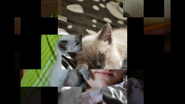 Гадкий утенок или во что вырастают страшные котята. Няшный кот. смотреть онлайн