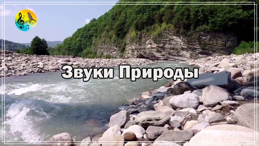 Уютное Пение Птиц Для Учебы ? Расслабьтесь под звуки природы и горной реки! Спать и учиться смотреть онлайн