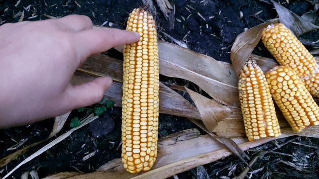 Кукуруза-биологическая урожайность, что будет её снижать. смотреть онлайн