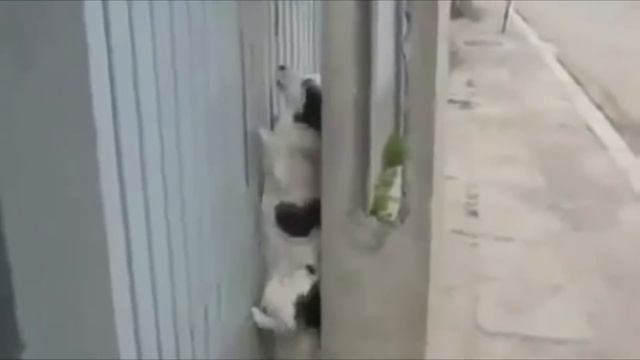 10 КРУТЫХ СОБАК, попавших в книгу рекордов ГИННЕСА #2. Кузница Фактов. смотреть онлайн