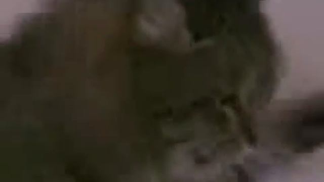 Много ли Котёнку надо... смотреть онлайн