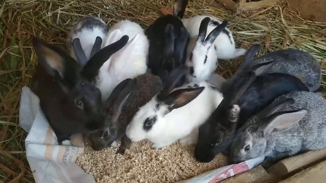 Quyonga nima yem bersa boʻladi. va nima ovqat berish kerak смотреть онлайн