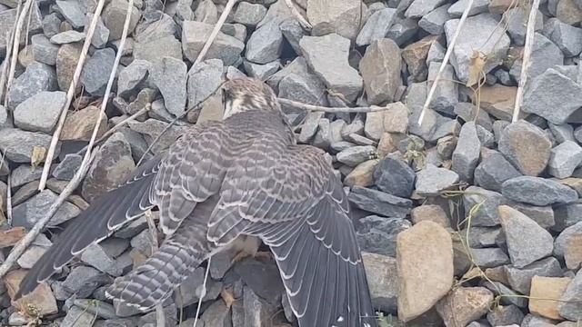 Ейск?Изольда. Побег из курятника))) Петюня огогокает. Кобчик. Рыбалка удалась... смотреть онлайн