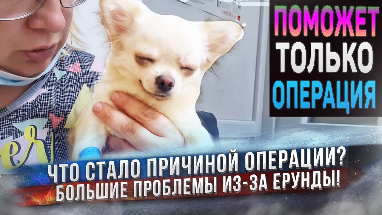 Одна мелочь стала причиной операции чихуахуа Брюли! Нет слов! смотреть онлайн
