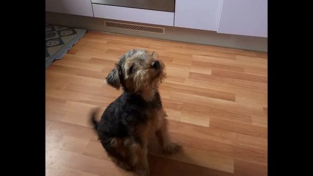 Welsh Terrier from Dmitrov to Estonia. XI-2017 смотреть онлайн