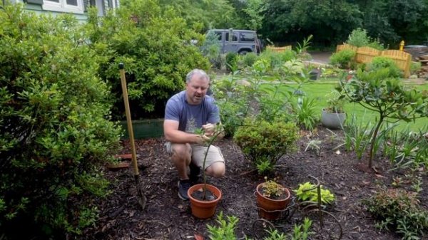 Amazing Fragrant Flowers - Willow-Leaved Jessamine