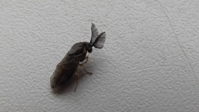 Diprion pini Обыкновенный сосновый пилильщик смотреть онлайн