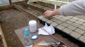 Черенкование голубики одревесневшими черенками
