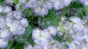 Голубое очарование ...  музыка Евгения Дога