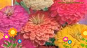 Цинния георгиноцветковая Супер йога. Краткий обзор, описание характеристик zinnia elegans Super yog