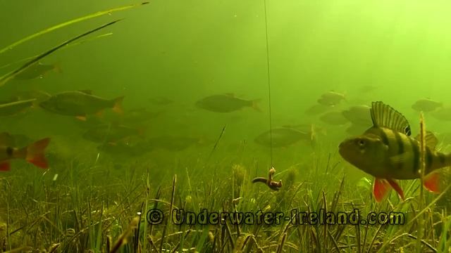 Fishing experiment: Perch & worm, rare underwater footage of catching fish in clear water. смотреть онлайн