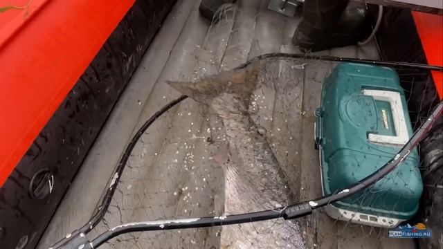 #Чавыча 2022, начало сезона рыбалки на чавычу на Камчатке смотреть онлайн