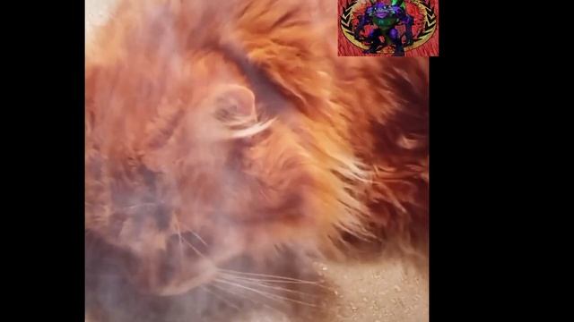 Кот Клепа спит смотреть онлайн