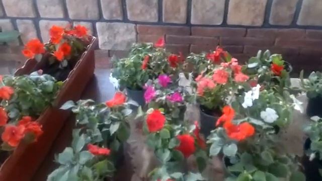 Бальзамин. Высаживаем рассаду бальзамина. смотреть онлайн