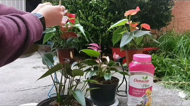 mi anturio no florece?? cómo polinizar un anturio??? смотреть онлайн