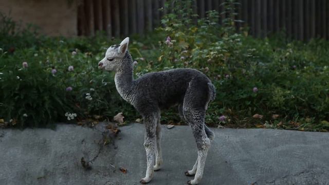 Осенний пушистик - в зоопарке родился детёныш альпаки смотреть онлайн