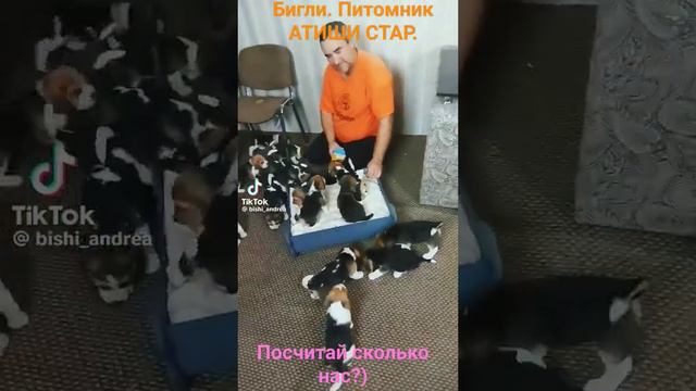 Бигль. Питомник АТИШИ СТАР Беларусь. #бигль #щенок #щенки #беларусь #минск #питомцы #питомниксобак смотреть онлайн