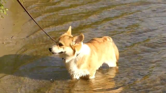 ВЕЛЬШ КОРГИ ПЕМБРОК - Флетчер уходит в Днепр :D Пробуем воду! - PEMBROKE WELSH CORGI смотреть онлайн
