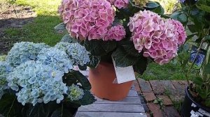 Гортензия Megical Revolution blue , Megical Amethyst