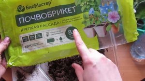 Тестирую Почвобрикет Для Фиалок! Торфогрунт!