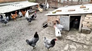 Куры посутся под музычку! Домашнее хозяйство, курицы.