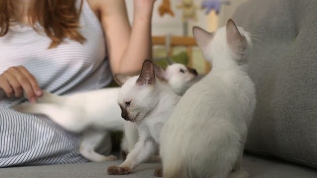 ТАЙСКАЯ КОШКА: злая и мстительная или верный друг? смотреть онлайн