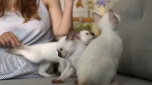 ТАЙСКАЯ КОШКА: злая и мстительная или верный друг?