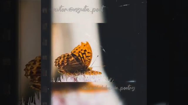 Лети моя бабочка.Стихи смотреть онлайн