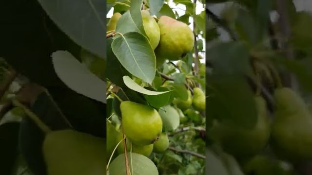 Вот такие сорта груш в этом году у нас в саду. Многие сорта отдыхают. смотреть онлайн